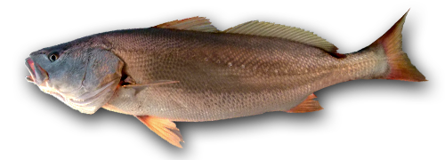 Corvina Grande