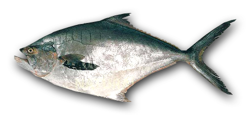 Palometa